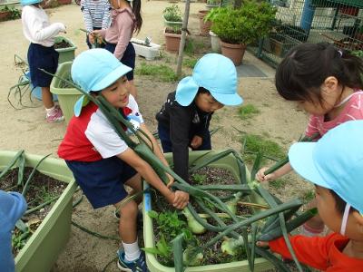 タマネギを抜く子ども