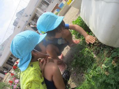 プランターの下に虫はいるかな