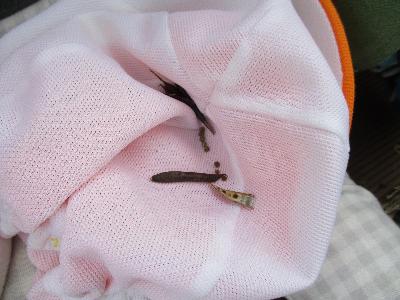 マメの写真