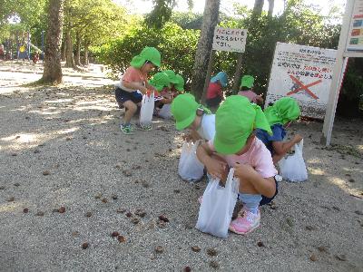 3歳ドングリ拾い
