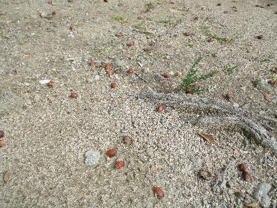 公園に落ちているどんぐり