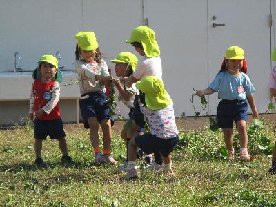 さつまいものツルで綱引きをする子ども