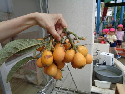 びわ