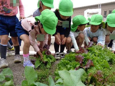 収穫する子ども