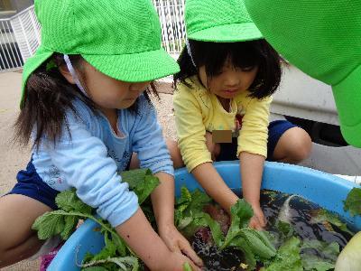 野菜を洗う子ども