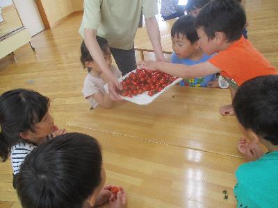 トマトをとる子ども