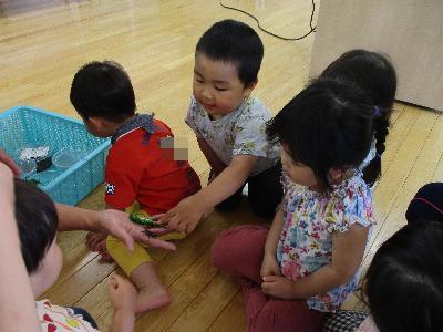 アゲハの幼虫とコクワガタに興味津々。