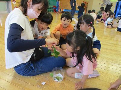 アゲハの幼虫さん、柔らかいよ。