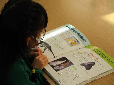 図鑑を読んでいます