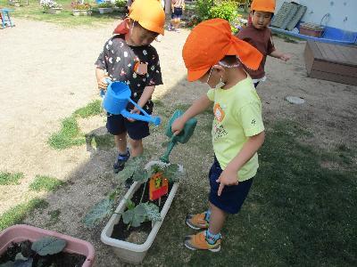 夏野菜5