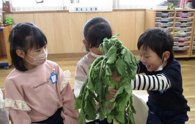 daikon