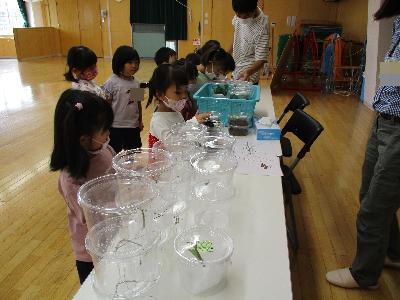 来てくれた昆虫たちとの名残惜しいお別れ。
