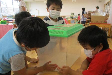 虫を見たり触ったりする