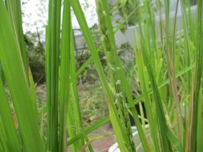 花が咲いた！