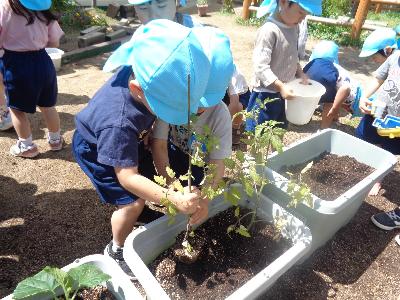 苗を植える