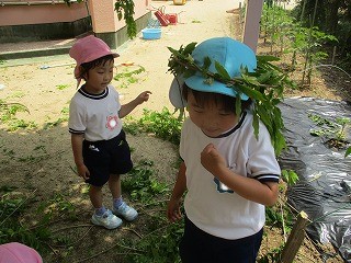 ふじづる