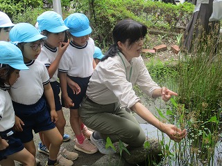 ビオトープ
