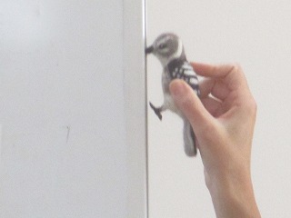 ビオトープ