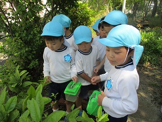 幼虫