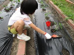 26042283夏野菜を植えたよ