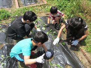 26051492さつまいも苗植え