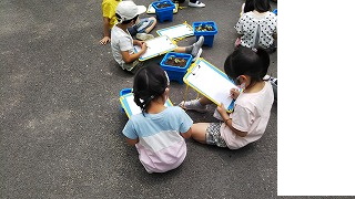 あさがおの観察