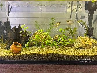 熱帯魚水槽