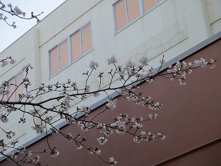 桜