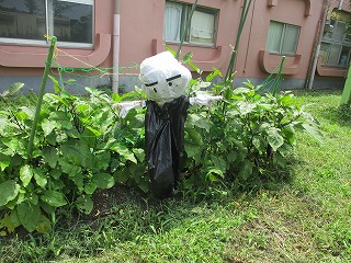 かかし