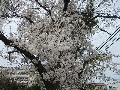 桜
