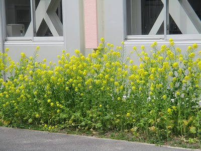 菜の花