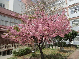 河津桜