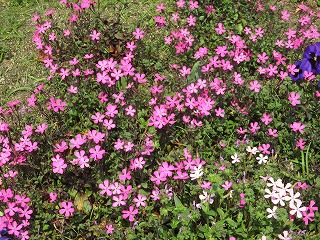 花壇