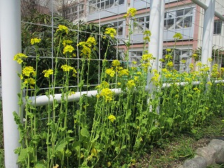 菜の花