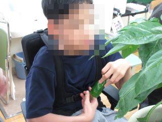 夏野菜1