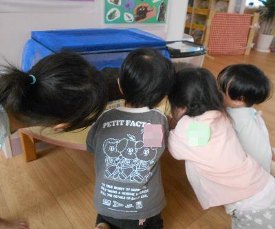 幼虫はどこかな？