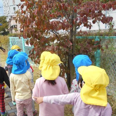 あやめ