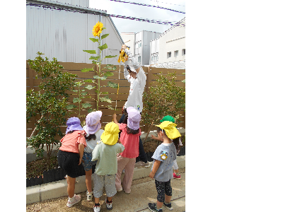 ひまわりの高さは2M以上！