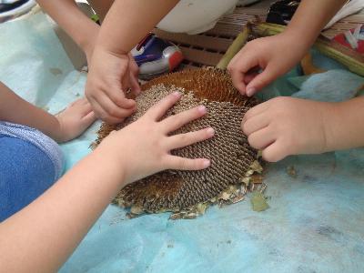 ひまわりの種を数えています