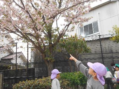 サクラ見つけた