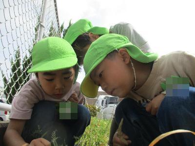 令和4年4月16日草探し