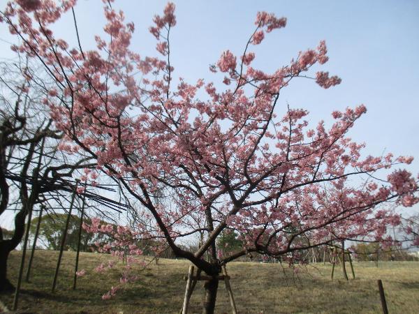 桜