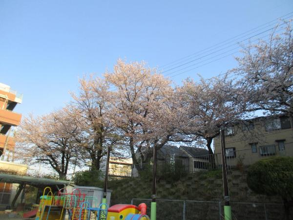 桜