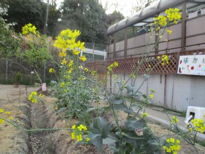 菜の花