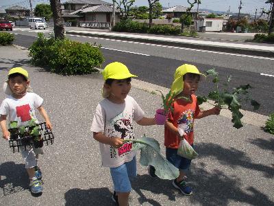 夏野菜