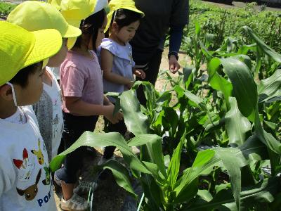 夏野菜畑