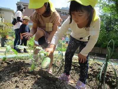 園庭夏野菜