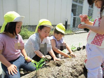 とうもろこし植える