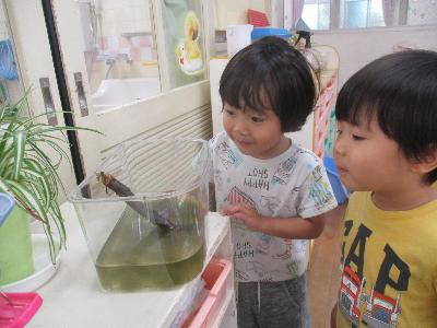トンボをみる子ども