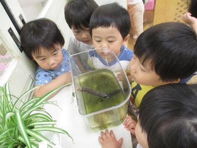 トンボをみる子どもが増える
